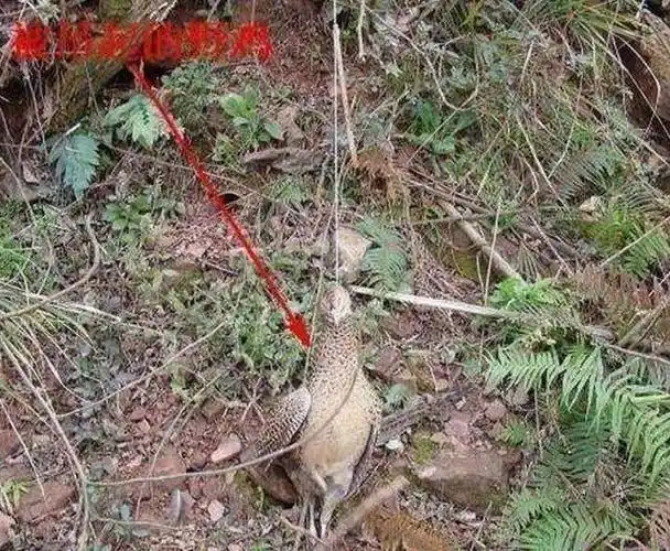 农民布置陷阱抓野味,没想到第二天就抓到了一只野鸡_手机搜狐网