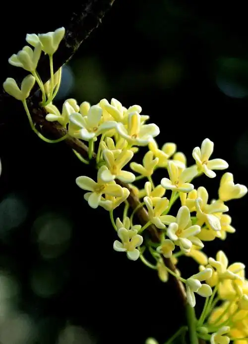 秋深,最是撩人桂花香