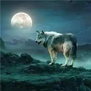 狼图片大全大图霸气 - 搜狗图片搜索