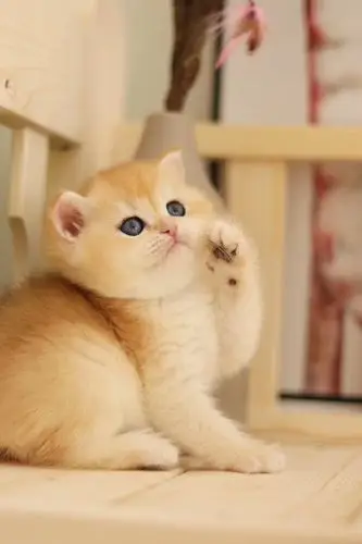 来自:洋葱猫老师2019-07-02 10:06:31