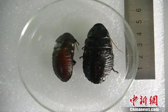 成都截获的从德国入境昆虫为死人头蟑螂和马达加斯加发声蠊