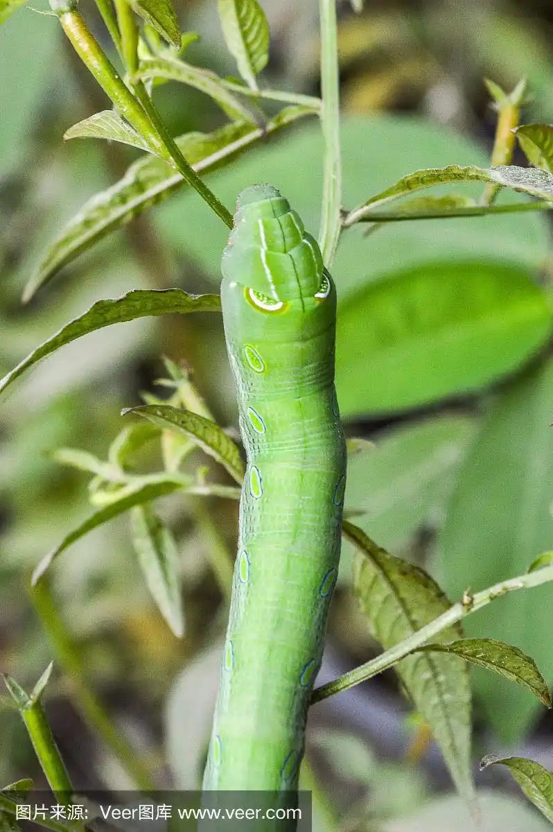 绿色的虫子