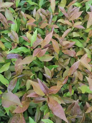 [红茶树苗批发]红茶树苗 紫娟茶树苗一年生冬插苗福建福安茶苗苗圃