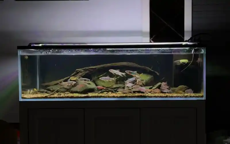 原生缸,宽鳍鱲,各种鳑鮍……_哔哩哔哩_bilibili