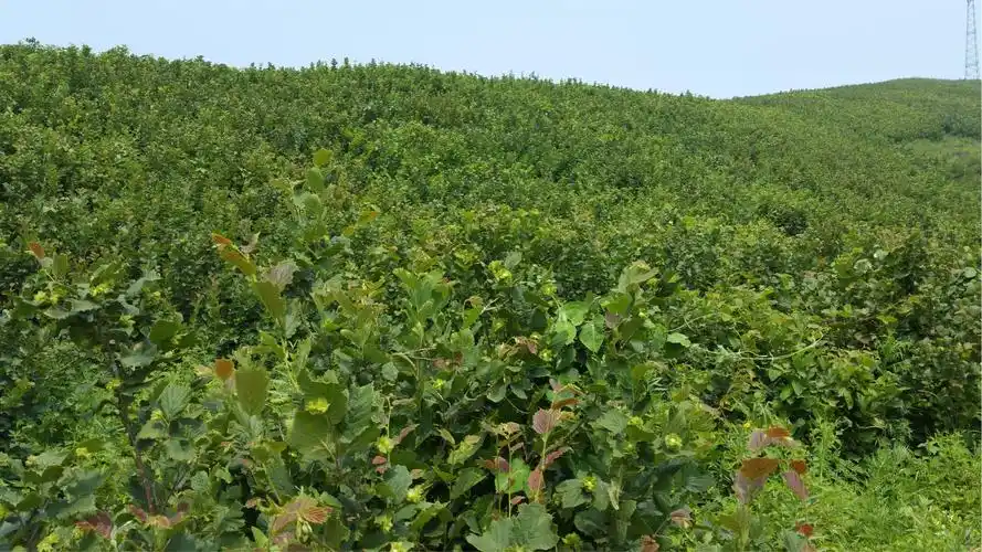 我们家的东北野生大榛子 .