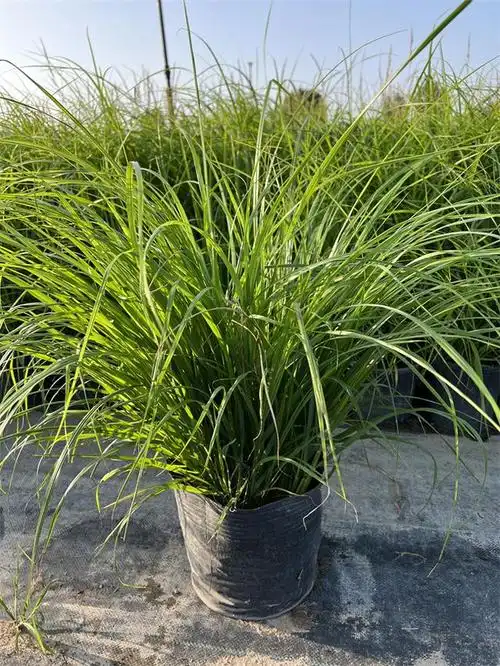 紫穗狼尾草为多年生观赏草,在生活中随处可见,是很多园林绿化观赏草的