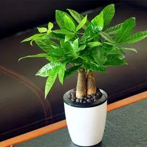 招财树植物绿色图片