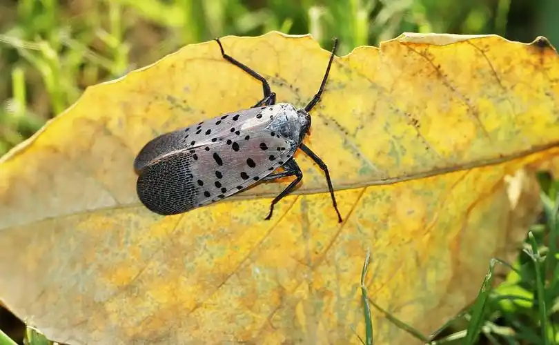 昆虫斑衣蜡蝉图片昆虫斑衣蜡蝉椿皮蜡蝉花蹦蹦椿蹦花媳妇