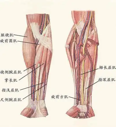 前臂肌群,分为三层.