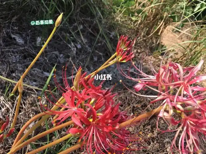 我发现了相思断肠红