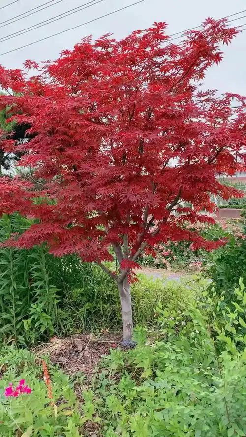 8公分的红枫,风景树,中国红,红枫