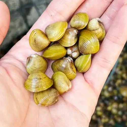 黄金蚬小河蚌溪蚬净水鲜活观赏淡水壳虾鱼缸螺