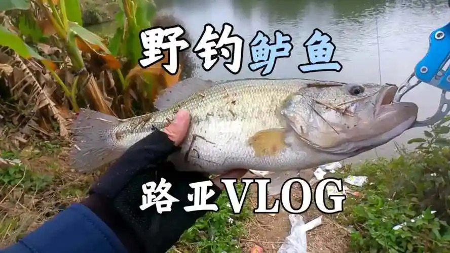 野钓的惊喜野水解锁鲈鱼路亚日常vlog