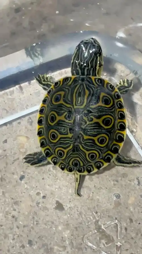 大河甜甜圈龟苗 罕见蝴蝶甲 万中无一