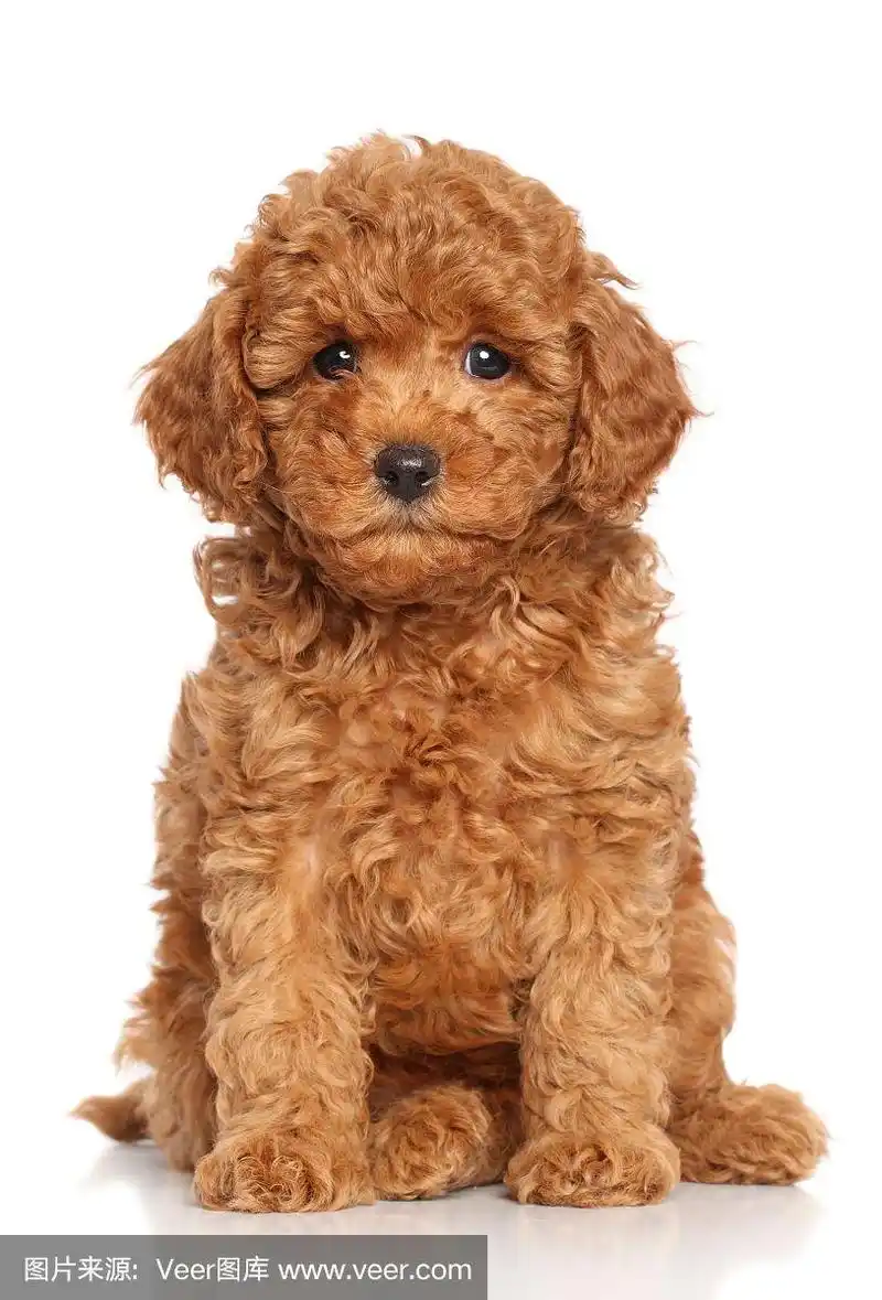 迷你贵宾犬小狗