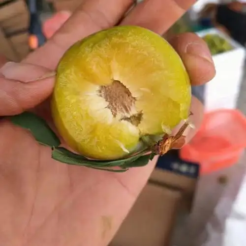 巨巨巨甜又脆的李子快来了