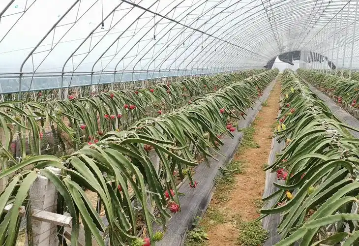 北方红心火龙果-温室大棚火龙果-红心火龙果苗木-西安纪农园农业有限