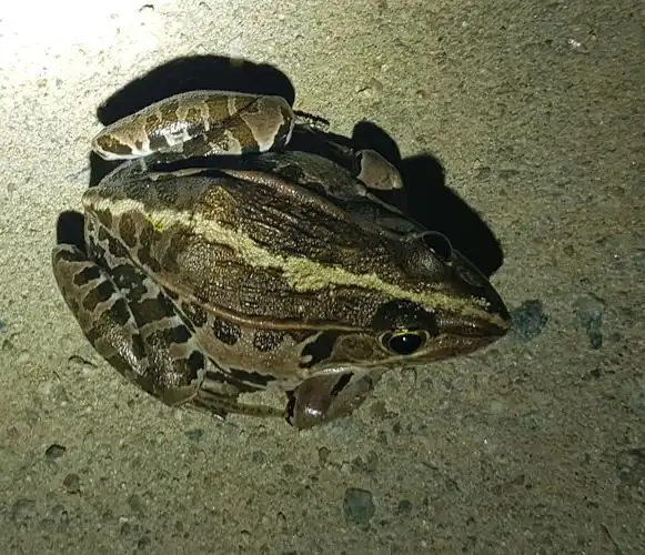 p>黑斑侧褶蛙(学名: i>pelophylax nigromaculatus /i>)是蛙科,侧褶