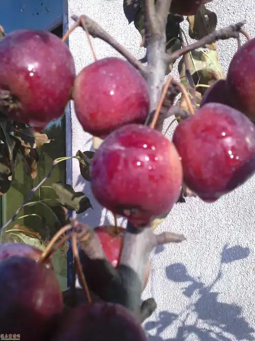 北美之王海棠苗贵人果海棠根接苗-花木商情网,山东临沂苗木货源供应