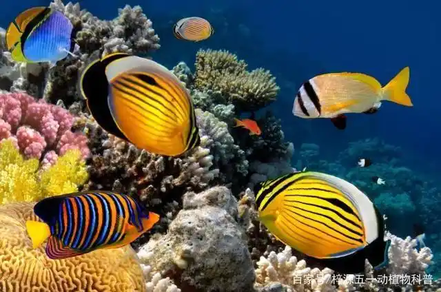 海里这样的鱼数不胜数,可见蝴蝶鱼还是挺不错的,我在这里慢慢解释吧.