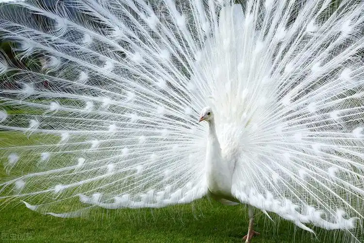 世界上总共有三种孔雀,蓝孔雀,绿孔雀和刚果孔雀.