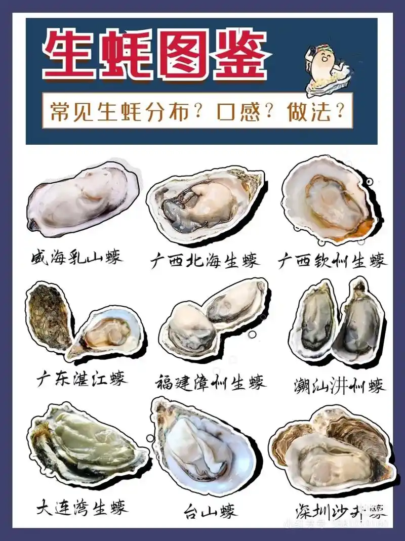 生蚝图鉴,一分钟了解平时自己吃的是什么类.#吃货 #美食 # - 抖音