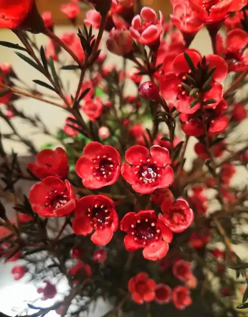 澳洲腊梅,不期而遇