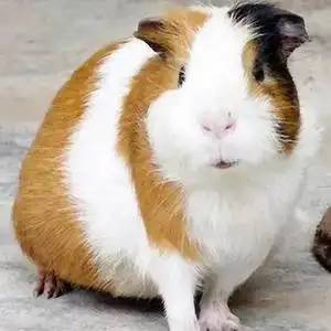 巨型荷兰猪活体宠物大型荷兰鼠豚鼠黑豚花色猪食物包活荷兰猪包邮