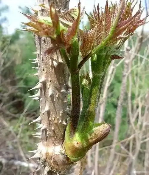 为"天下第一珍",这个霸气的称号甚至都已经盖过了"树上蔬菜"香椿芽了
