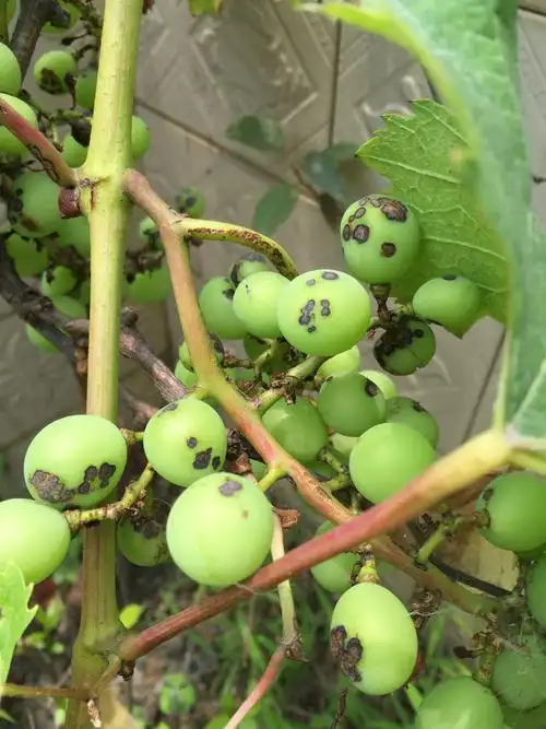 我家葡萄长了很多黑斑 叶子也发黄 这是什么情况 求指教