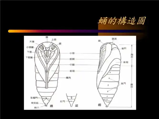 蝴蝶的生长周期.ppt