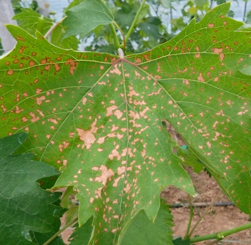 葡萄褐斑病的防治措施