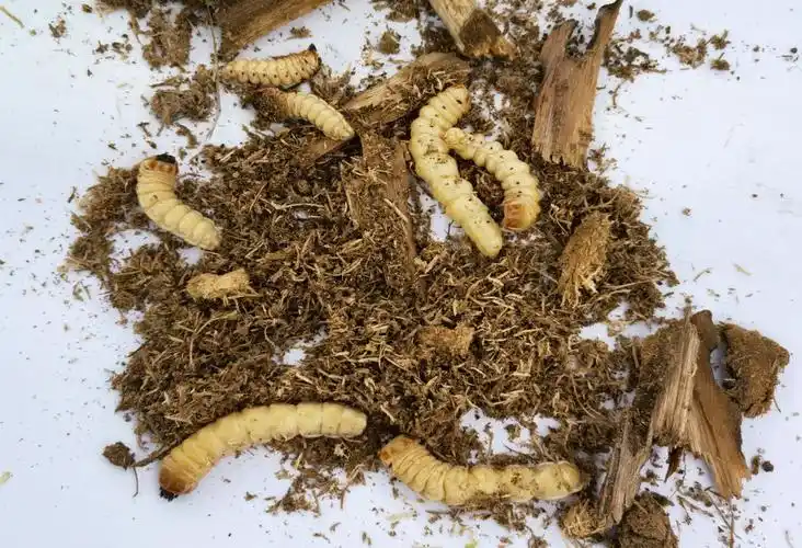 兴平云斑白条天牛防治技术