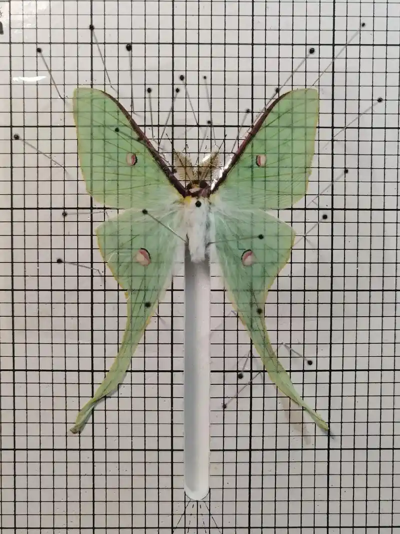 暗夜精灵一天蚕蛾篇(1) 温氏小尾天蚕蛾.温氏小尾天蚕蛾 a - 抖音