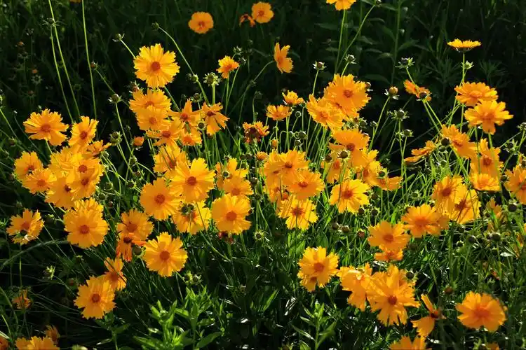 艳丽黄花金鸡菊