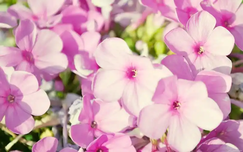 电脑壁纸,壁纸,春天,花,简约 - 堆糖,美图壁纸兴趣社区