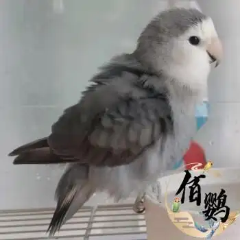 鹦鹉黄桃牡丹紫罗兰牡丹活鸟幼鸟雏鸟迷你鹦鹉 墨银顶牡丹25-35天雏鸟