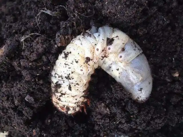 花生地下害虫越早防越好?时期选不对,防了还不如不防