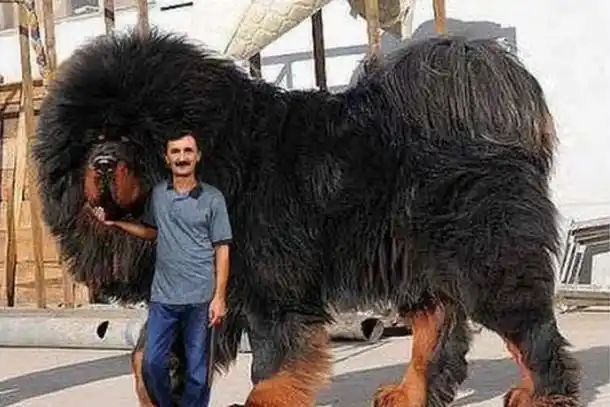 这样的藏獒威风不在狮虎之下