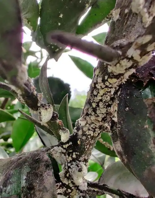 柑橘常见虫害吹绵蚧