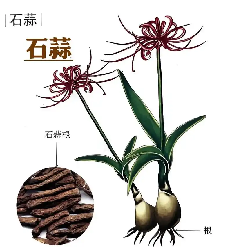 附方|  1.便毒诸疮.用石蒜捣烂涂搽.毒重的,把石 - 抖音