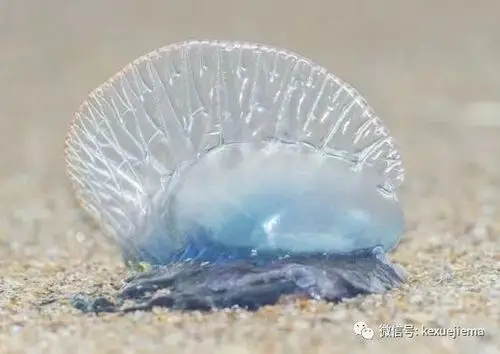 这是世界上最毒的水母毒性不亚于任何一种毒蛇