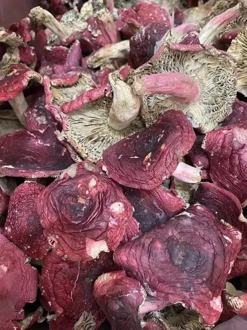 生69菇9667尤61适其69合儿童,孕妇,贫61等血69人群食用