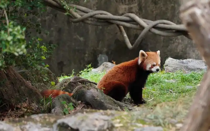 上海动物园的小熊猫竟然在发呆