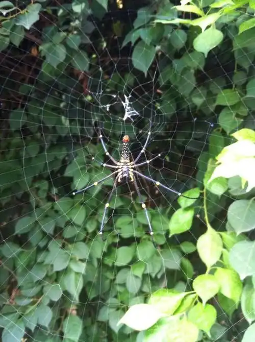 扫描二维码下载 下载2012-07-22 18:37毒蜘蛛2558| 分类:宠物