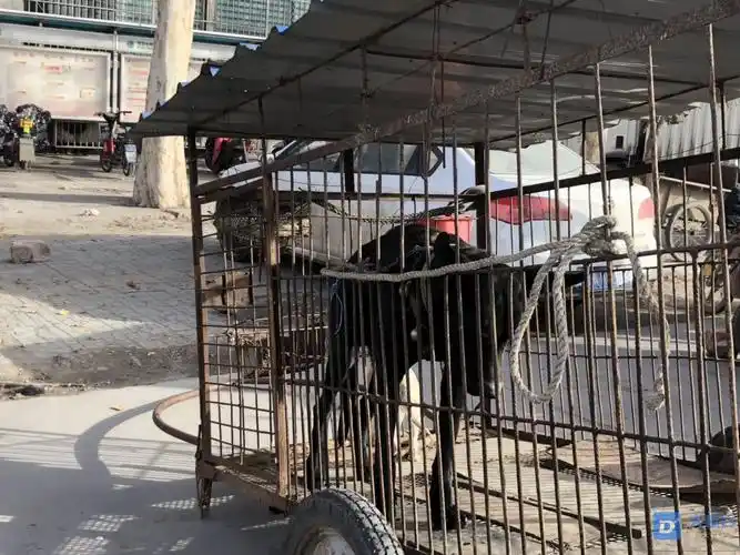 今天去逛狗市了好热闹啊狗市上的狗安全吗