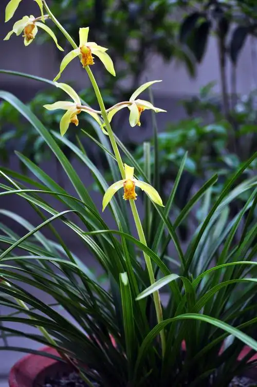 十大名贵兰花品种图片