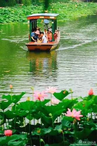 灼灼莲花现湖上, 美景与世暂相忘. 碧波粼粼微风徐, 小船轻摇心荡漾.