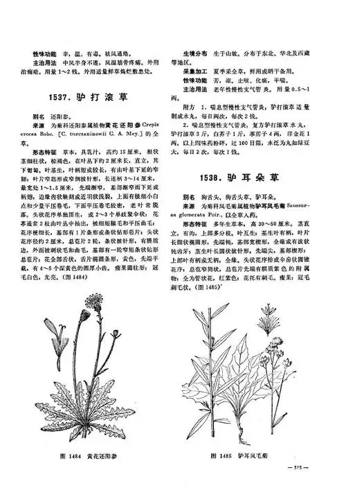驴打滚草词条图册_百度百科