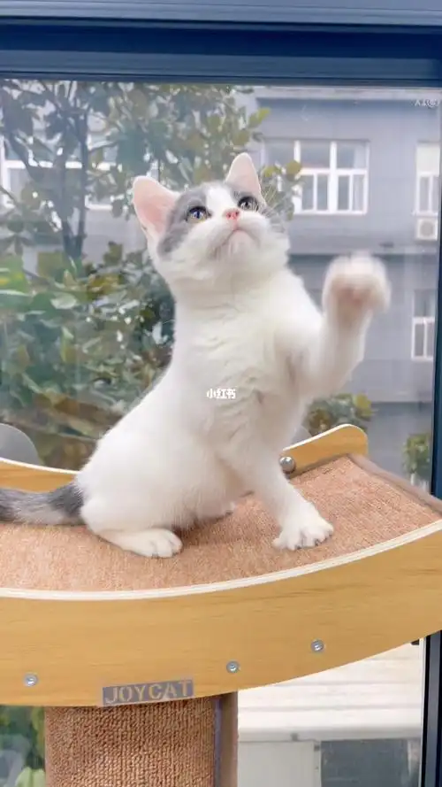 英短净梵妹妹找主人,性格活泼,喜欢的小伙伴欢迎咨询,杭州的小伙伴